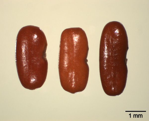 Vorschaubild Bunte Kronwicke