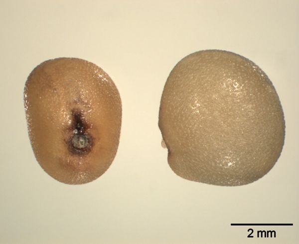 Vorschaubild Guar