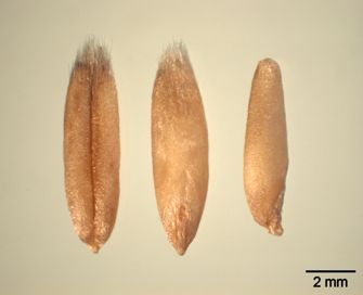 Vorschaubild Nackt-Hafer