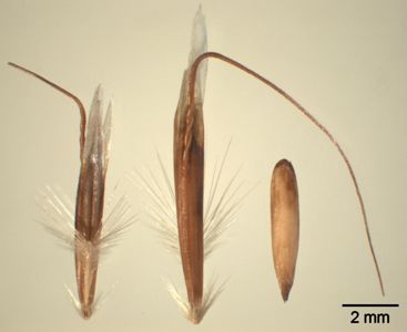 Vorschaubild Flaumhafer