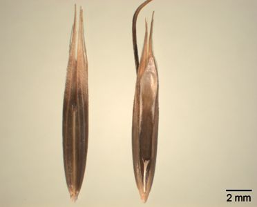 Vorschaubild Schwarzhafer, Rauh-Hafer