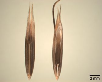 Vorschaubild Schwarzhafer, Rauh-Hafer