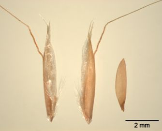 Vorschaubild Goldhafer