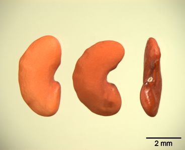 translation missing: de.preview Vielhöckeriger Schneckenklee