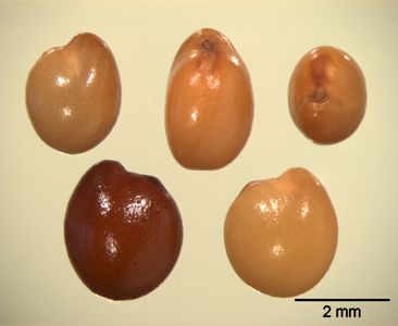 translation missing: de.preview Fuchsschwanz-Hauhechel