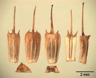 translation missing: de.preview Haarstrang-Wasserfenchel
