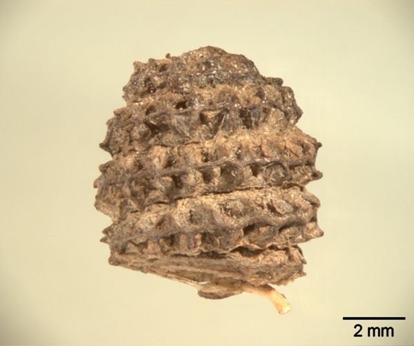 preview Vielhöckeriger Schneckenklee