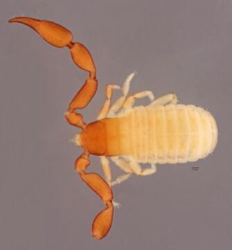 preview Olpium michaelseni Tullgren, 1909