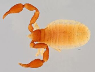 preview Chelifer michaelseni Simon, 1902