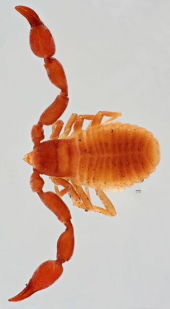 preview Chelifer patagonicus Tullgren, 1908