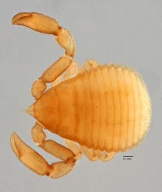 preview Myrmochernes africanus Tullgren, 1907
