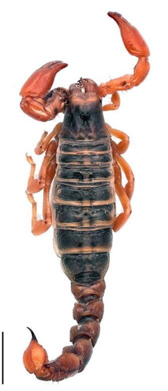 preview Bothriurus flavidus Kraepelin, 1911