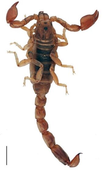 preview Brazilobothriurus pantanalensis Lourenço & Monod, 2000