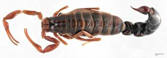 preview Buthoscorpio laevicauda Werner, 1936