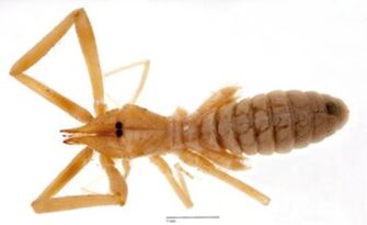 preview Blossia  clunigera  Kraepelin, 1908