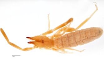 preview Blossiola  obsti  Roewer, 1933 