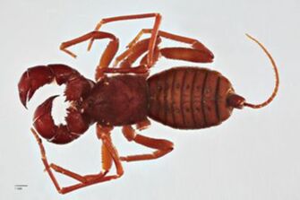 preview Thelyphonus klugii Kraepelin 1897