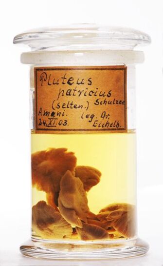 Vorschaubild Pluteus patricius (Schulzer) Boud.
