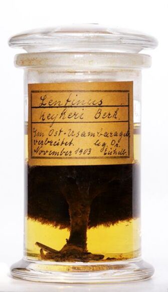 Vorschaubild Lentinus zeyheri Berk.