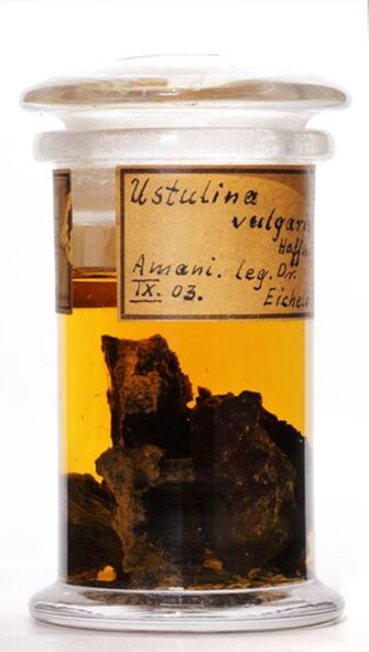 Vorschaubild Ustulina vulgaris Tul. & C.Tul.