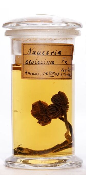 Vorschaubild Naucoria scolecina (Fr.) Quél.