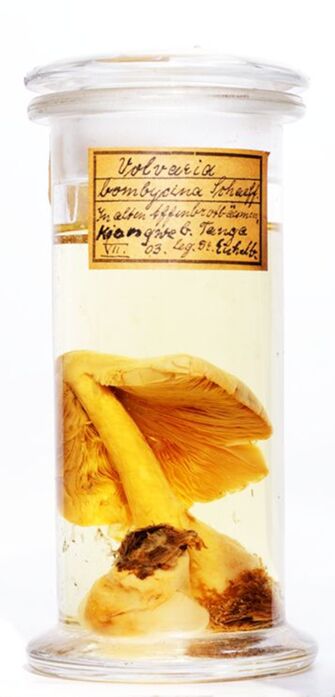 Vorschaubild Volvaria bombycina (Schaeff.) P.Kumm.