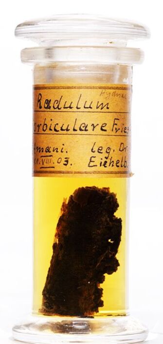 Vorschaubild Radulum orbiculare Fr.