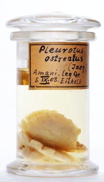 preview Pleurotus ostreatus (Jacq.) P.Kumm.