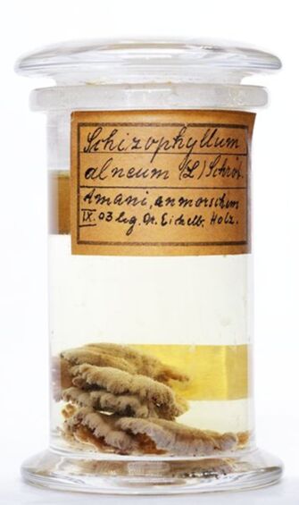 Vorschaubild Schizophyllum alneum (L.) J.Schröt.