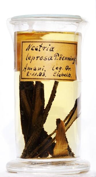 preview Nectria leprosa Henn.