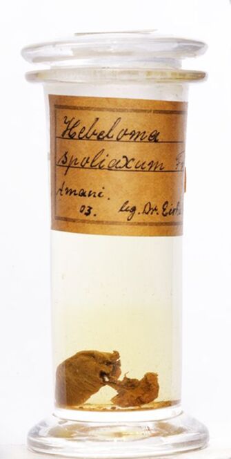 preview Hebeloma spoliatum (Fr.) Gillet